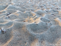 72040CrLeUsm - Walking with Chester - The sand pit in Clayt French Park.jpg